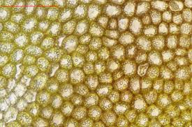 Attēlu rezultāti vaicājumam “Lophozia excisa”