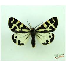 Attēlu rezultāti vaicājumam “Parasemia plantaginis female”