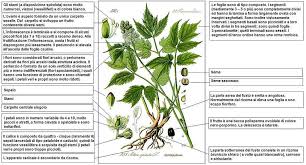 Attēlu rezultāti vaicājumam “Actaea spicata”