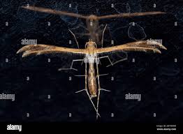 Attēlu rezultāti vaicājumam “Pterophoridae”