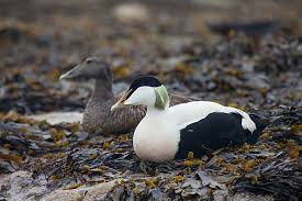 Attēlu rezultāti vaicājumam “Somateria mollissima male”