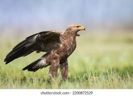 Attēlu rezultāti vaicājumam “Aquila pomarina adult”