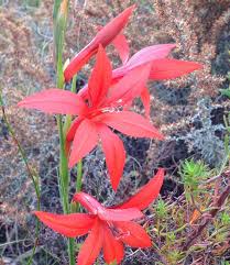 Attēlu rezultāti vaicājumam “Gladiolus imbricatus flower”