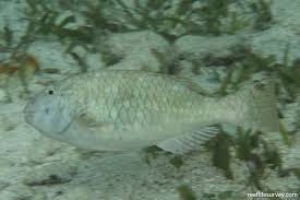 Image result for Sparisoma rubripinne