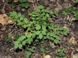 Attēlu rezultāti vaicājumam “Cardamine impatiens leaf”