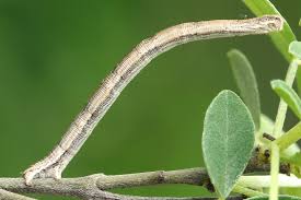 Attēlu rezultāti vaicājumam “Rhodostrophia vibicaria”