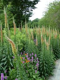 Image result for Digitalis ferruginea