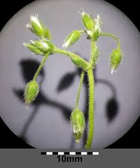 Attēlu rezultāti vaicājumam “Cerastium semidecandrum bud”