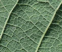 Attēlu rezultāti vaicājumam “Cnidium dubium leaf”