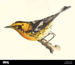 Image result for Dendroica fusca