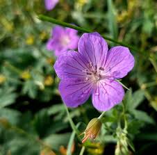 Attēlu rezultāti vaicājumam “Geranium bohemicum leaf”