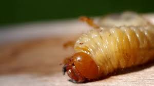 Attēlu rezultāti vaicājumam “Oryctes nasicornis larva”