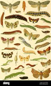 Attēlu rezultāti vaicājumam “Anarta myrtilli”