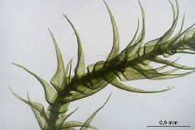 Attēlu rezultāti vaicājumam “Campylium chrysophyllum”