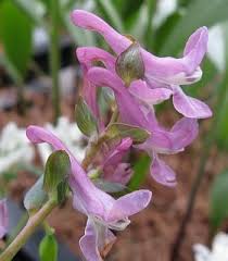 Attēlu rezultāti vaicājumam “Corydalis cava flower”