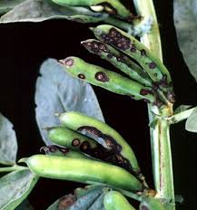 Attēlu rezultāti vaicājumam “Vicia faba leaf”
