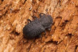 Attēlu rezultāti vaicājumam “Bolitophagus reticulatus”