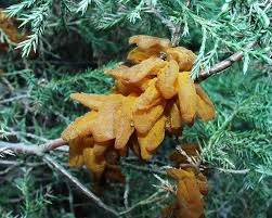 Attēlu rezultāti vaicājumam “Gymnosporangium sabinae”