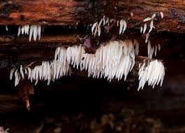 Attēlu rezultāti vaicājumam “Mucronella bresadolae”