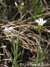 Attēlu rezultāti vaicājumam “Cerastium arvense flower”