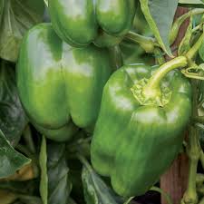 Afbeeldingsresultaat voor giant 3 sweet pepper