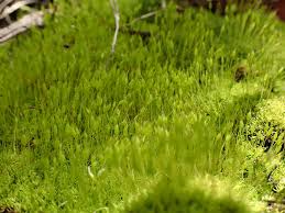 Attēlu rezultāti vaicājumam “Weissia brachycarpa”