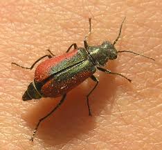 Attēlu rezultāti vaicājumam “Malachidae”