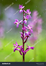 Attēlu rezultāti vaicājumam “Orchis mascula flower”