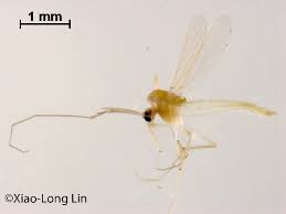 Attēlu rezultāti vaicājumam “Tanytarsus”