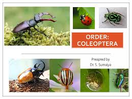 Attēlu rezultāti vaicājumam “Coleoptera”