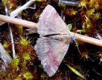 Attēlu rezultāti vaicājumam “Phytometra viridaria”