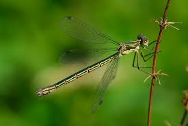 Attēlu rezultāti vaicājumam “Lestes dryas female”