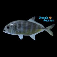 Image result for Caranx ignobilis