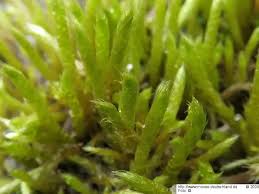 Attēlu rezultāti vaicājumam “Brachythecium albicans”