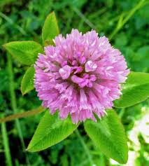 Attēlu rezultāti vaicājumam “Trifolium pratense flower”