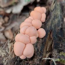 Attēlu rezultāti vaicājumam “Lycogala irregulare”