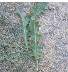 Attēlu rezultāti vaicājumam “Rumex crispus leaf”