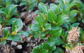 Attēlu rezultāti vaicājumam “Salix myrtilloides leaf”