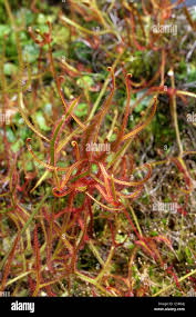 Attēlu rezultāti vaicājumam “Droseraceae”