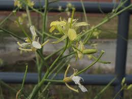 Attēlu rezultāti vaicājumam “Sisymbrium altissimum”