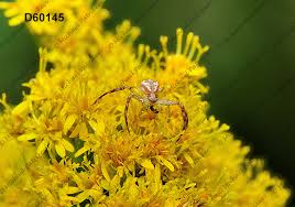 Attēlu rezultāti vaicājumam “Misumena vatia”