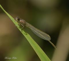 Attēlu rezultāti vaicājumam “Coenagrionidae”