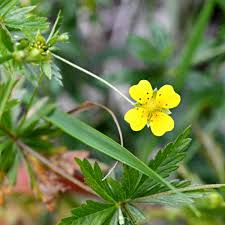 Image result for Potentilla tormentilla