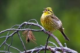 Attēlu rezultāti vaicājumam “Emberiza citrinella adult”
