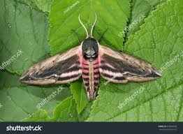 Attēlu rezultāti vaicājumam “Sphinx ligustri”