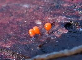 Attēlu rezultāti vaicājumam “Lycogala fuscoolearium macro”