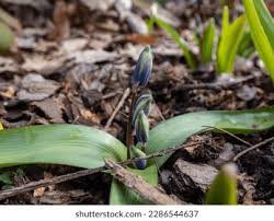 Attēlu rezultāti vaicājumam “Scilla siberica bud”