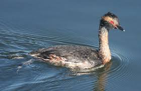 Image result for Podiceps auritus