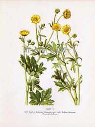 Attēlu rezultāti vaicājumam “Ranunculus acris flower”