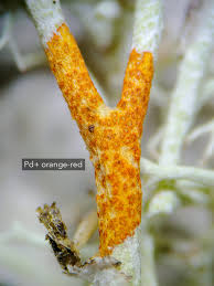 Attēlu rezultāti vaicājumam “Cladonia ciliata”